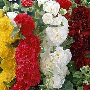 Stockrose-Alcea Mixed 3-pakning